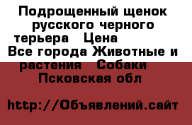 Подрощенный щенок русского черного терьера › Цена ­ 35 000 - Все города Животные и растения » Собаки   . Псковская обл.